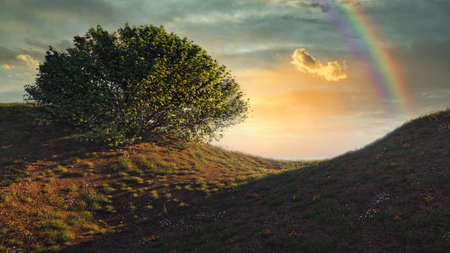 beautiful evening landscape with a rainbow tree on a hill and a blooming meadow