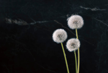 Three fluffy dandelions on a dark marble backgroundの写真素材