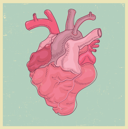 anatomical hearth illustrationのイラスト素材