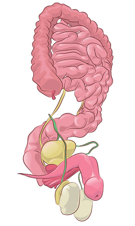 Illustration of the anatomy of the male reproductive system on a white backgroundのイラスト素材