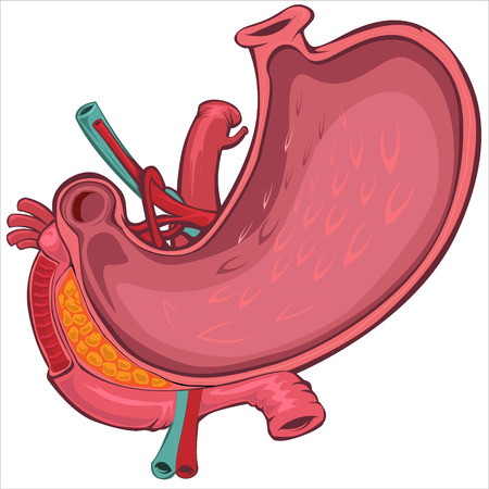 Vector Cartoon Style Drawing of Human Stomachのイラスト素材