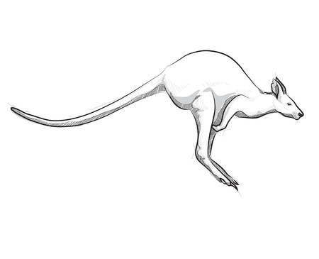 Vector sketch hand drawing kangaroo illustration jumpingのイラスト素材