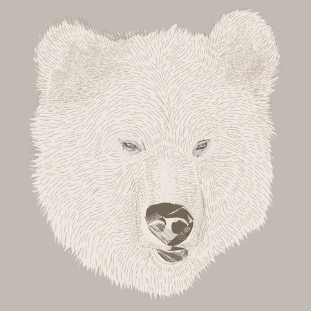 Vector illustration Marker hand-drawn forest animals: bearのイラスト素材