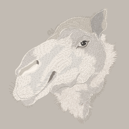 engraving style vector hand drawing camel headのイラスト素材