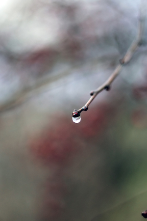 Raindrop on a twigの写真素材