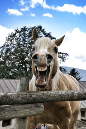 Horse smiling in the farmの素材