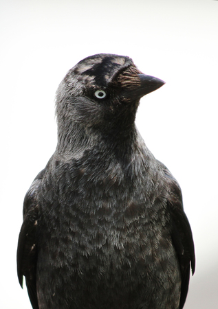 Jackdaw (Corvus monedula), specimen perched on a structure, Newquay, Cornwall, England, UKの写真素材