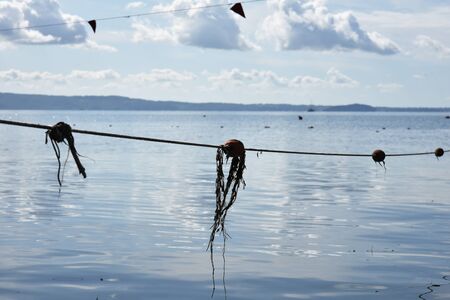 Bolsena Lake view with floating buoys and fishing nets against a blue sky with some clouds. Hills on background. Bolsena lake, Italy.の写真素材