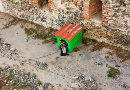 dog lying in his hutの写真素材