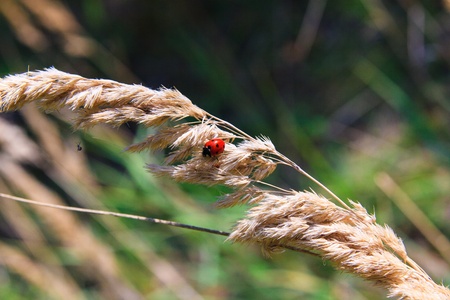 ladybug and a spider on the earの写真素材
