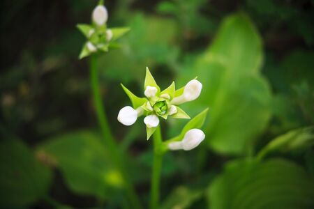 unblown white flower on a background of green leavesの写真素材