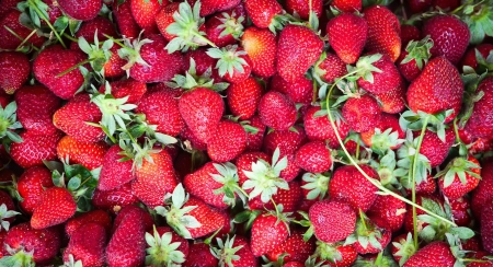 fresh strawberryの写真素材