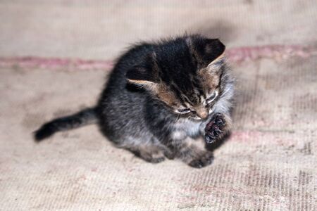 funny cat looking at his pawの写真素材