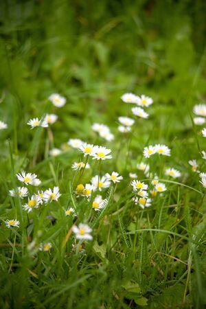 Chamomile on a meadowの写真素材