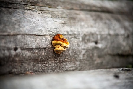 Fungus on a tree  selective sharpeningの写真素材