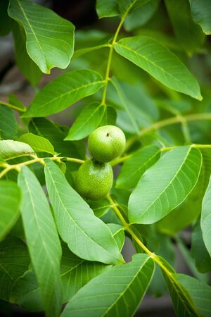 Green walnuts growing on a treeの写真素材