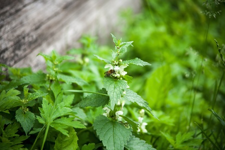 green nettle floweringの写真素材