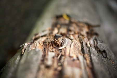 bough on a log  selective sharpeningの写真素材