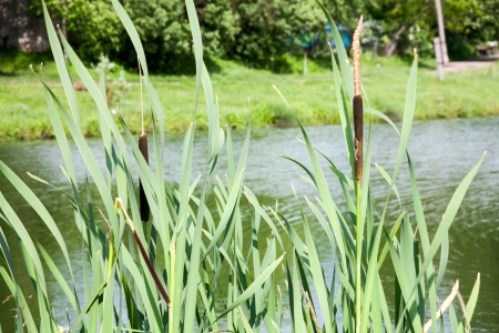 Close up view of a typha plant next to a riverの写真素材