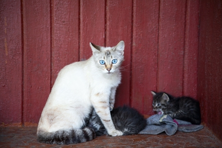 Cat and kittensの写真素材