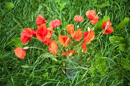 red poppies in a vase standing in green grassの写真素材