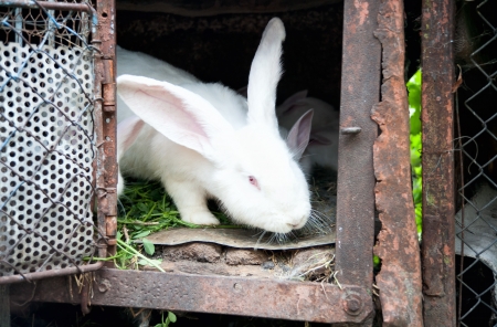 a white fluffy bunny rabbit in a cageの写真素材