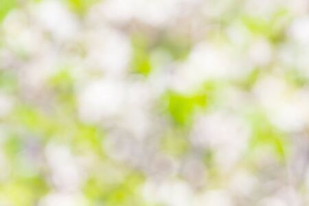 Natural Bokeh,blurred bokeh.の写真素材