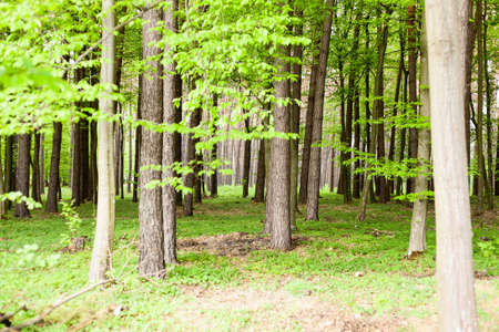 forest trees. nature green wood sunlight backgroundsの写真素材