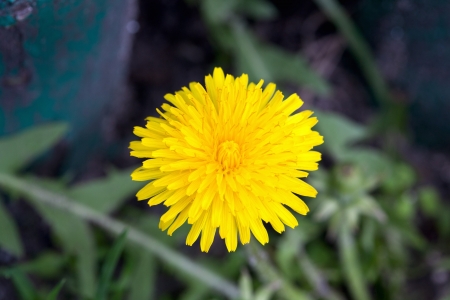 Dandelion blooming in early spring macro photographyの写真素材