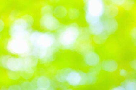 Sunny abstract green nature の写真素材