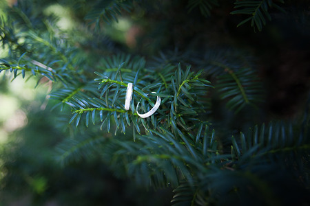 Wedding rings hang on the branches of spruce, on a fir-tree or pine tree, on a Christmas tree.の写真素材