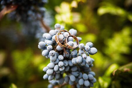 Closeup of blue bunch of grapes hanging on the vine and Golden wedding ringsの写真素材