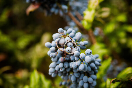 Closeup of blue bunch of grapes hanging on the vine and Golden wedding ringsの写真素材