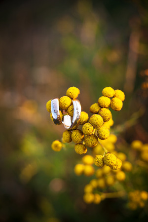 two golden diamond ring on yellow flowerの写真素材