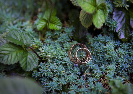 Green plant and wedding rings on green leaves close upの写真素材