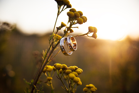 Wedding rings closeup hanging on branch the last rays of the sunの写真素材