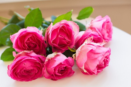 beautiful pink rose lie on white table, close-upの写真素材