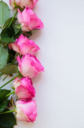 pink roses lay in a row on a white tableの写真素材