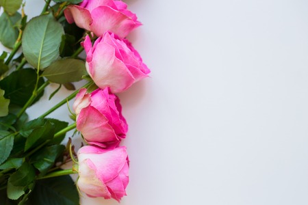 pink roses lay in a row on a white tableの写真素材