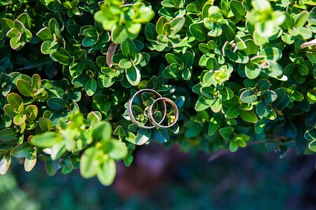 Beautiful wedding rings on a green leaf close-upの写真素材