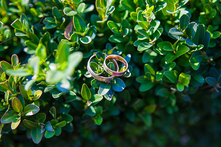 Beautiful wedding rings on a green leaf close-upの写真素材