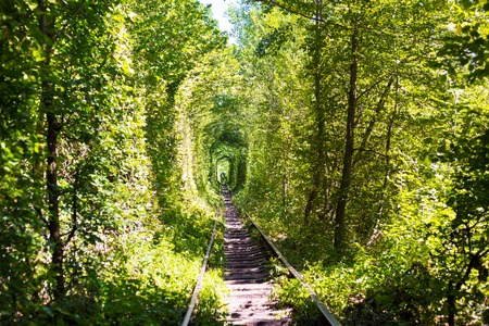 Natural tunnel of love formed by trees in Ukraine, Klevan.の写真素材