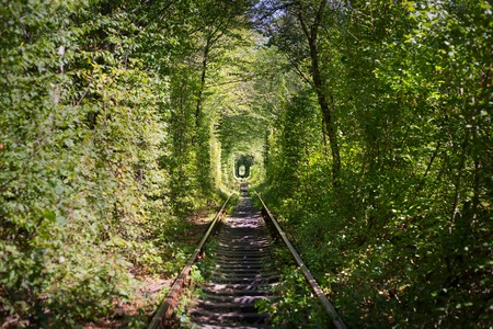 Green tunner in the forest. Love place.の写真素材