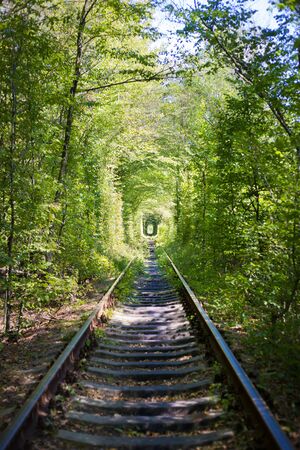 Green tunner in the forest. Love place.の写真素材