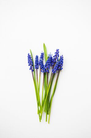Beautiful composition - blue muscari lie on a white table.の写真素材