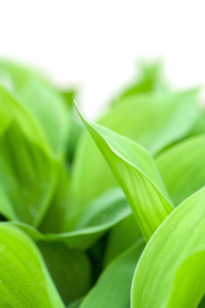 leaves of young lily of the valley on white background.の写真素材