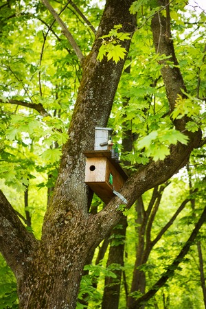 Green park in Vilnius in spring, poultry house on tree trunk.の写真素材