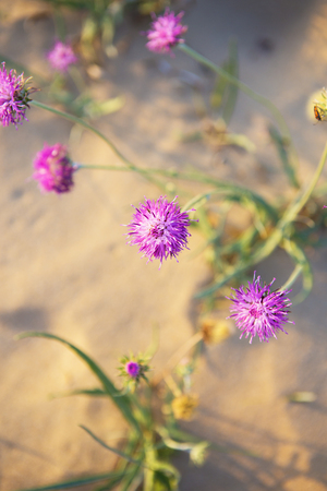 beautiful purple flowers in the desert sands.の写真素材