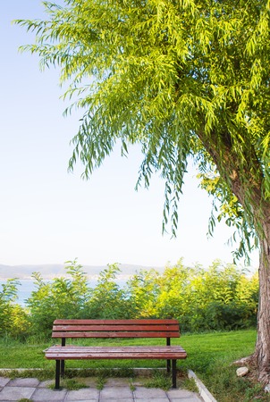 bench near a tree - rest, sun, sea vacationの写真素材