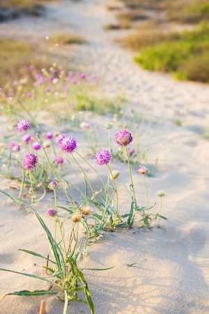 beautiful purple flowers in the desert sands.の写真素材